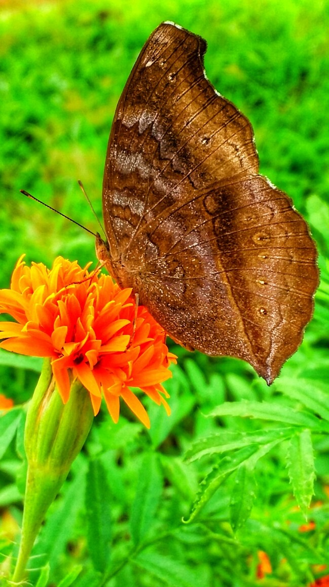 Mobile click  
Samsung E7