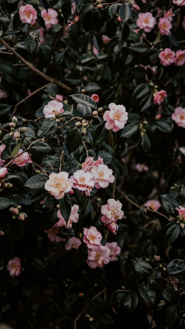 spring / flowers || весна / цветы