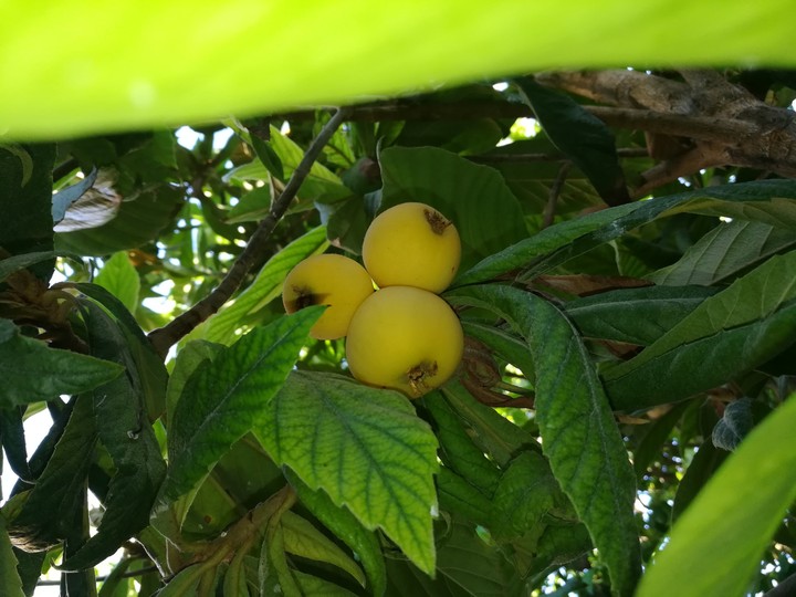 medlar