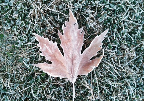 leaf and green