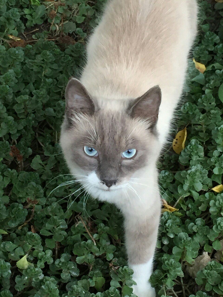 cat