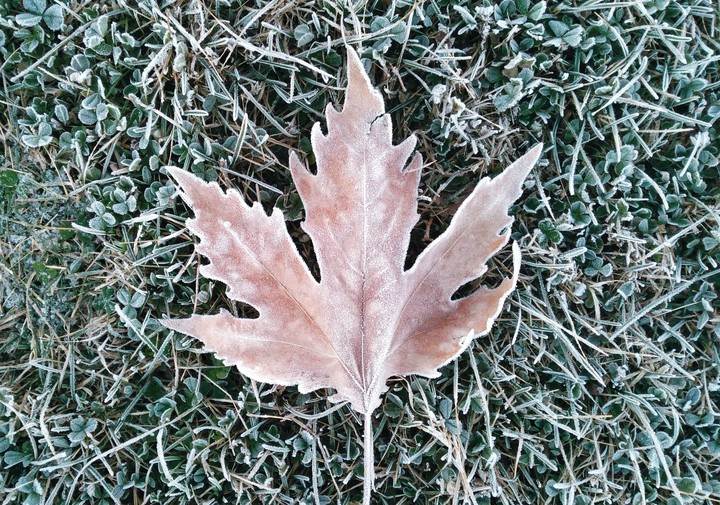 leaf and green