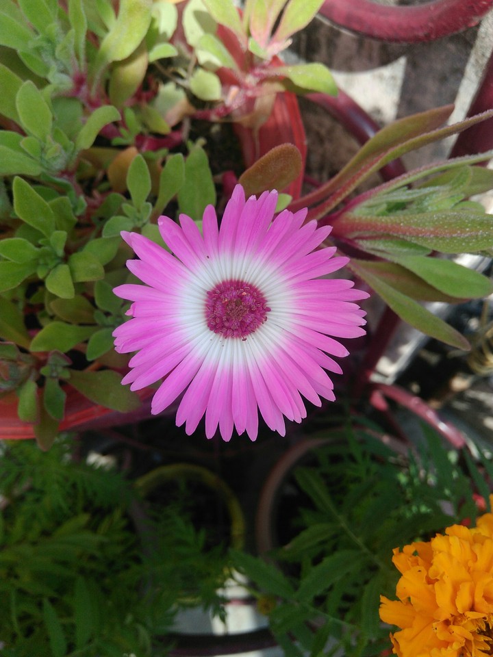 #_flower