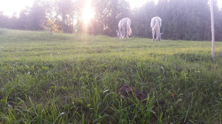 horse