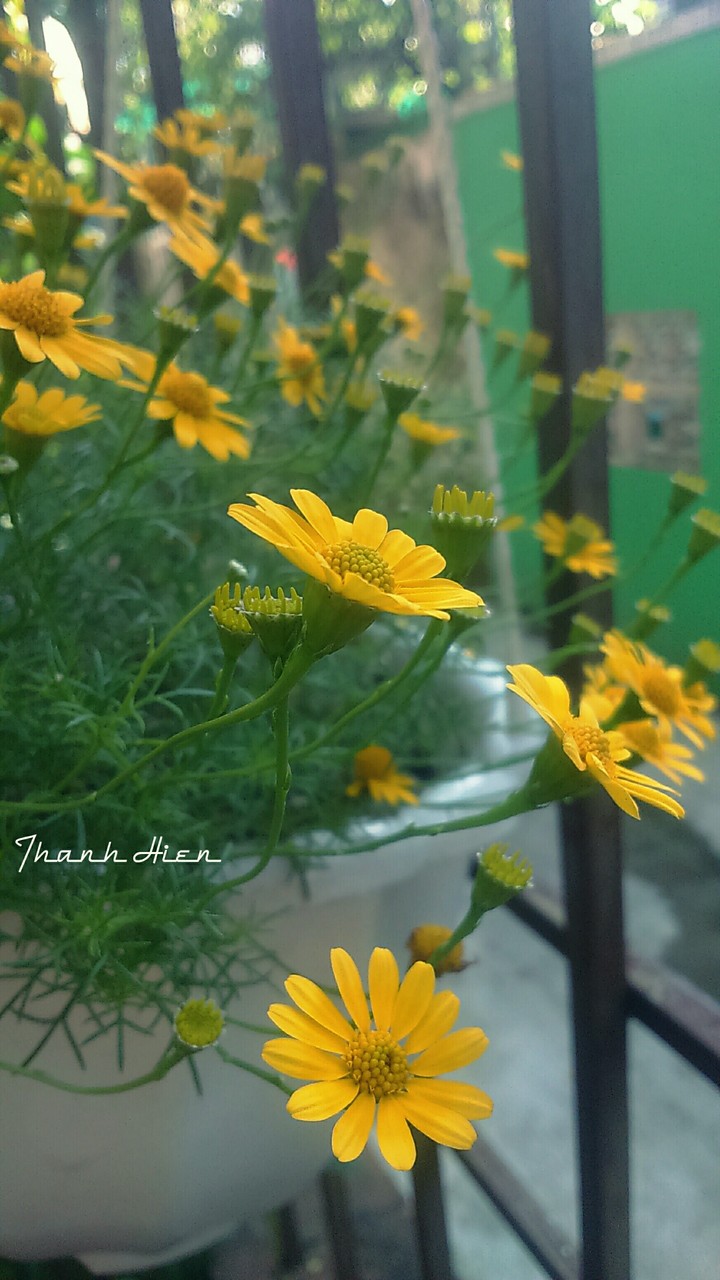 Little sun flower