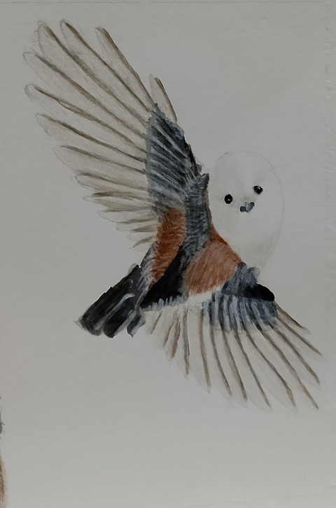 Birds