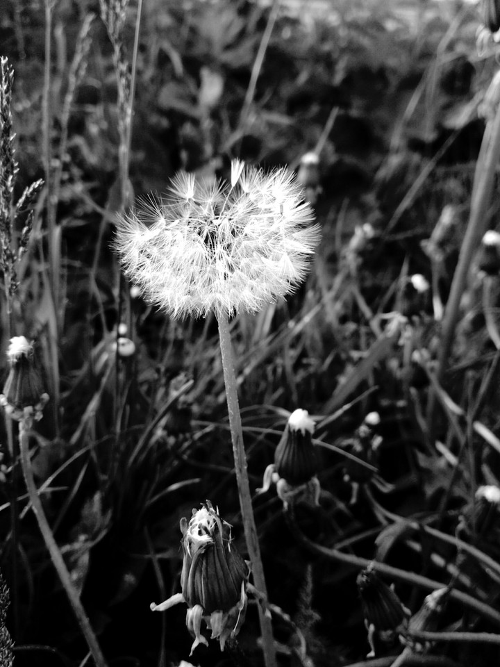 50 shades of dandelion
