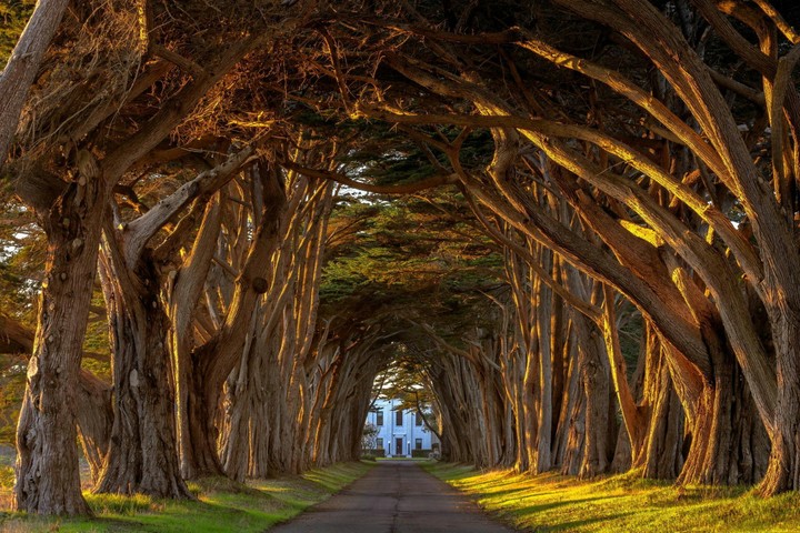 Road between the trees & the white house in the middle