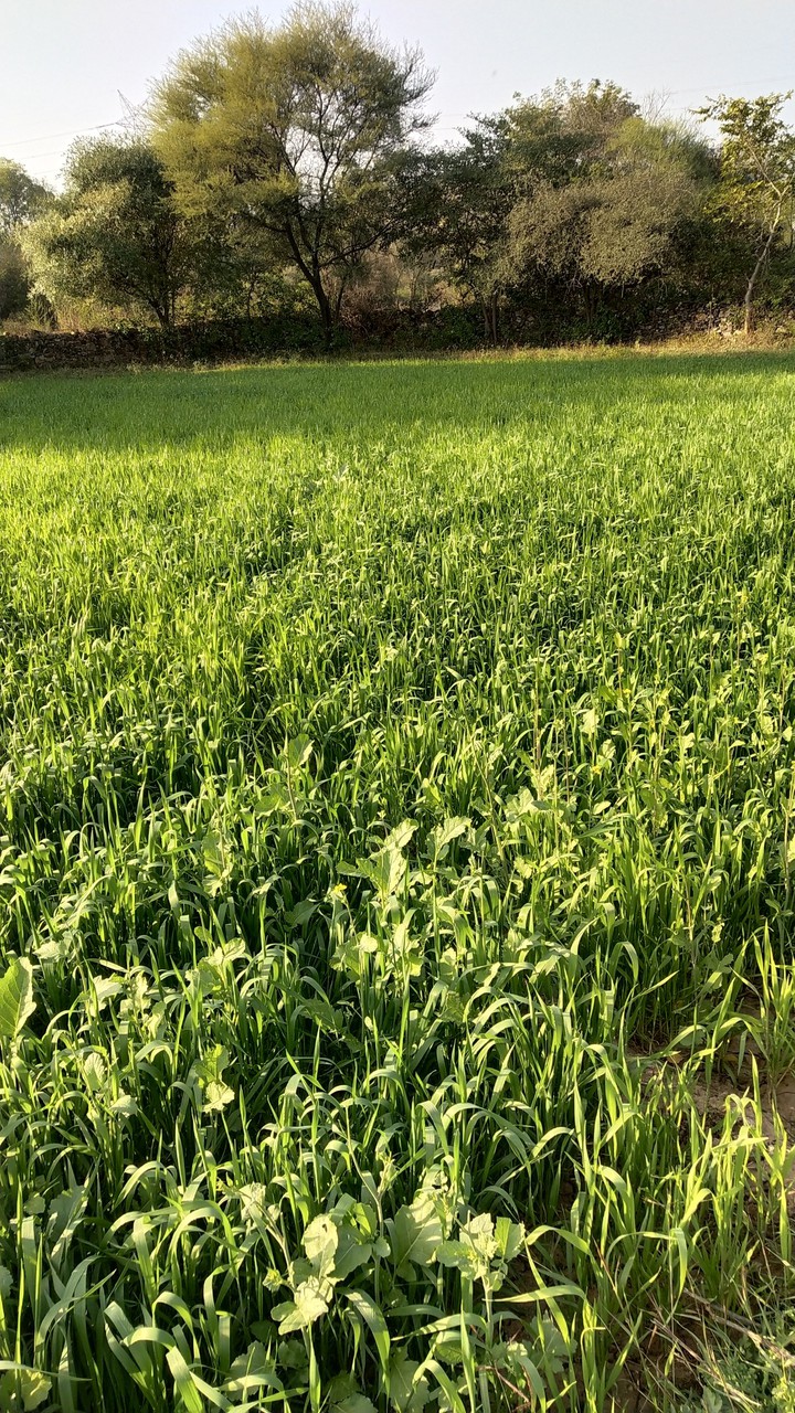 wheat field