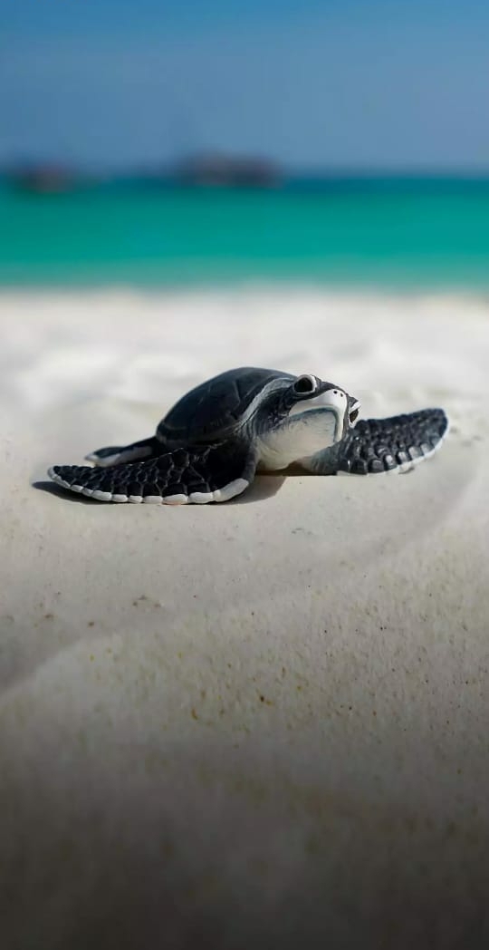 turtle