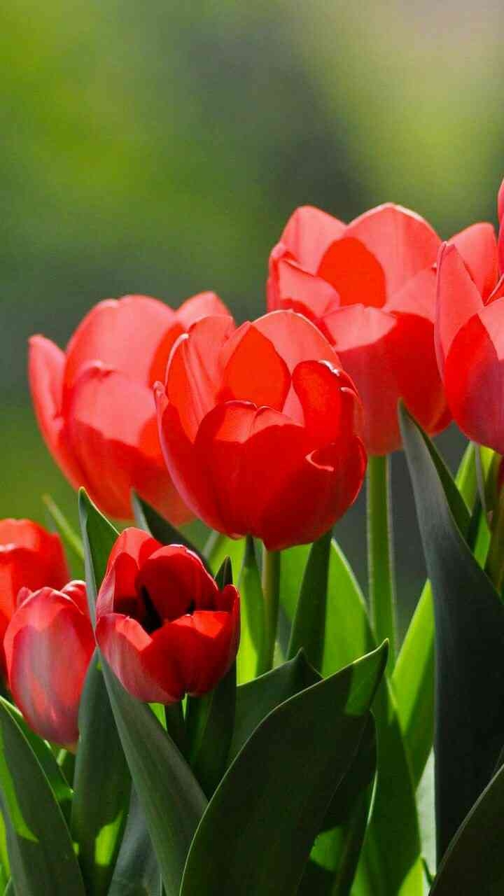 Tulipanes rojos.
