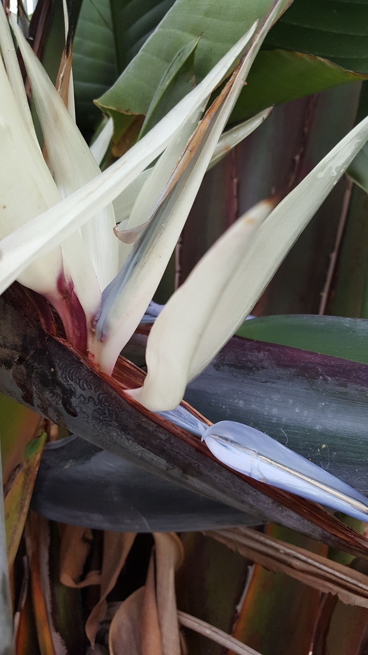 bird of paradise