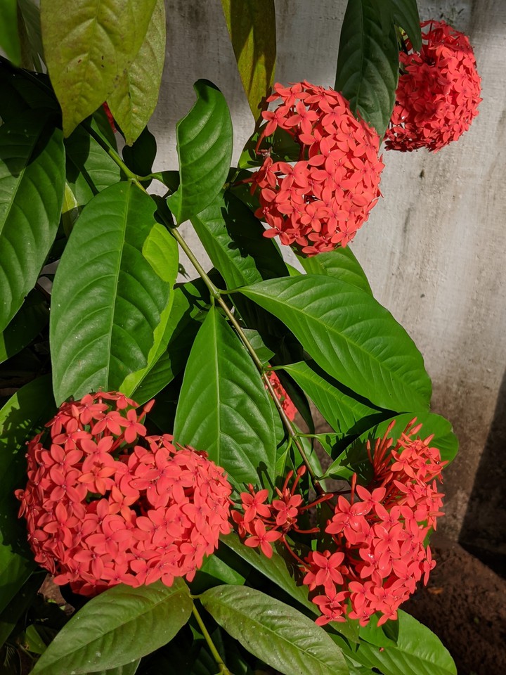 flower