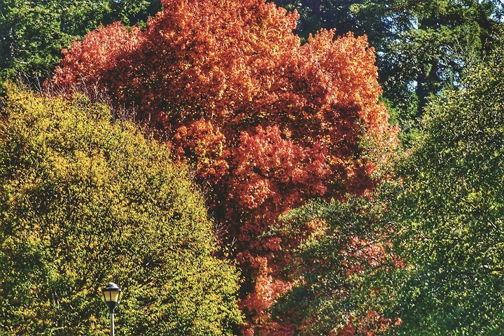 fall colors