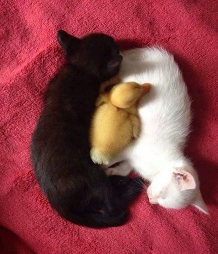 (｡◍❤ ᵌ❤｡◍)