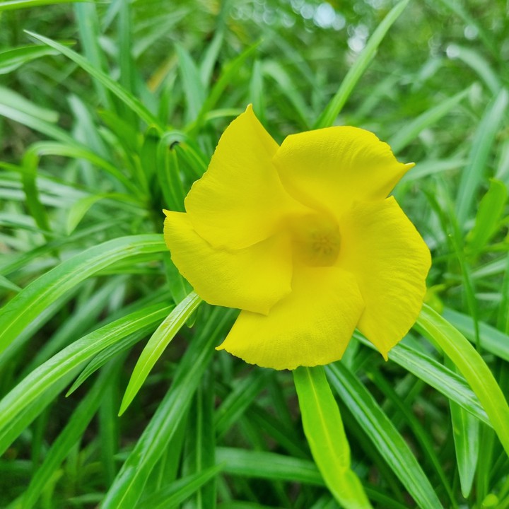 Yellow oleander