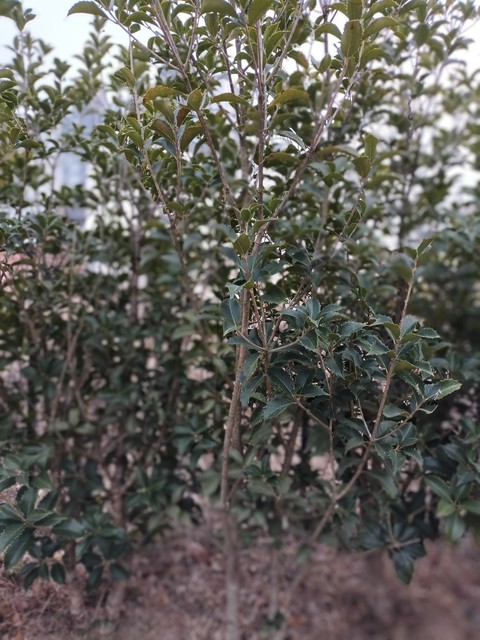 subshrub, soil Hintergrundbilder