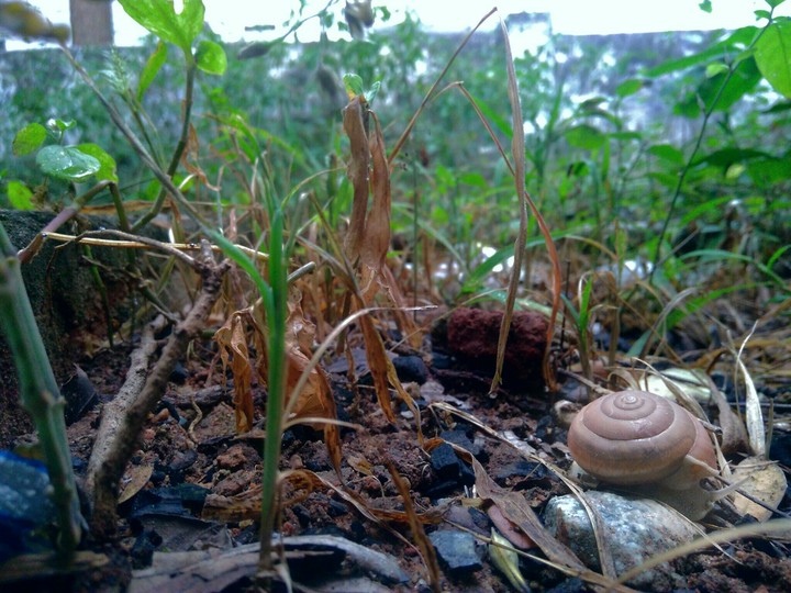 Nature