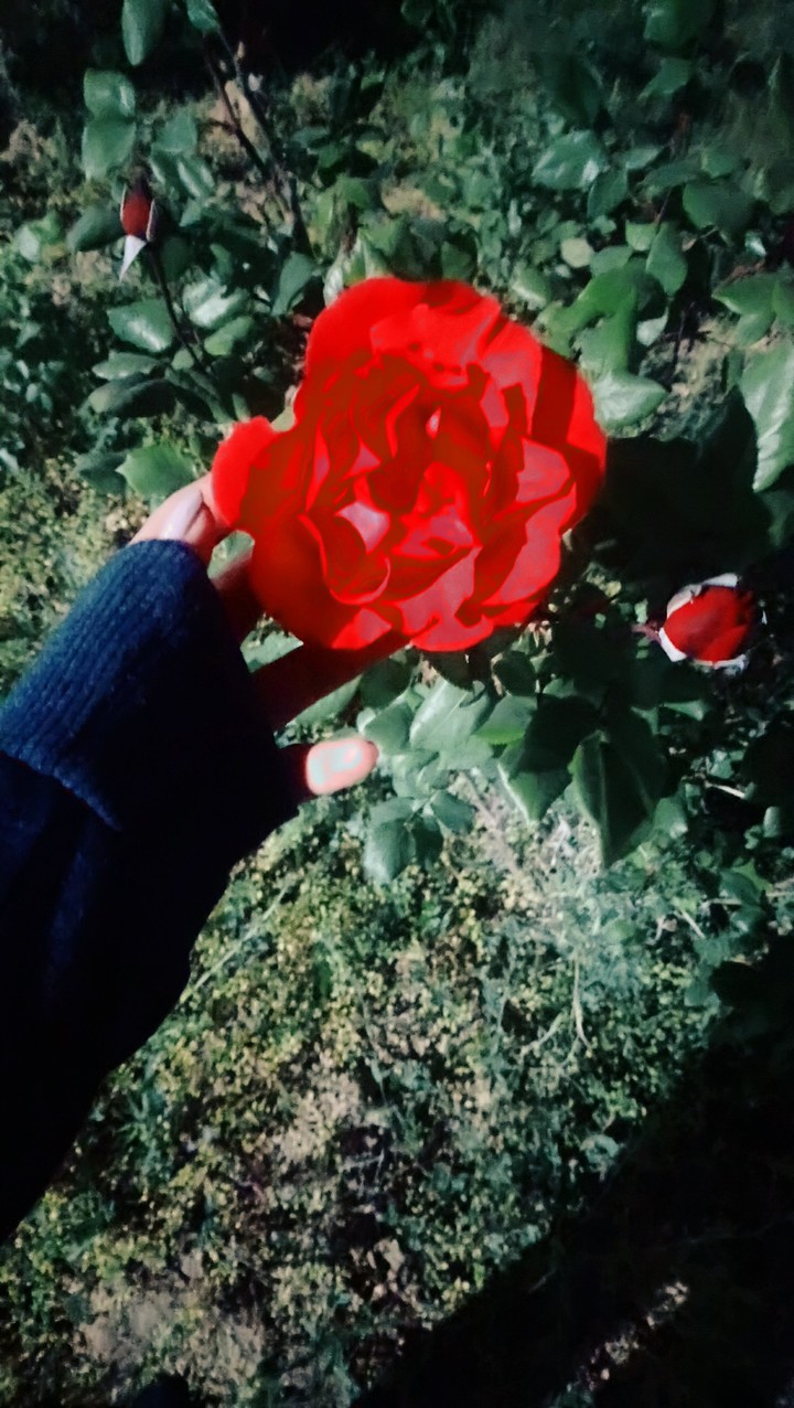 red rose
