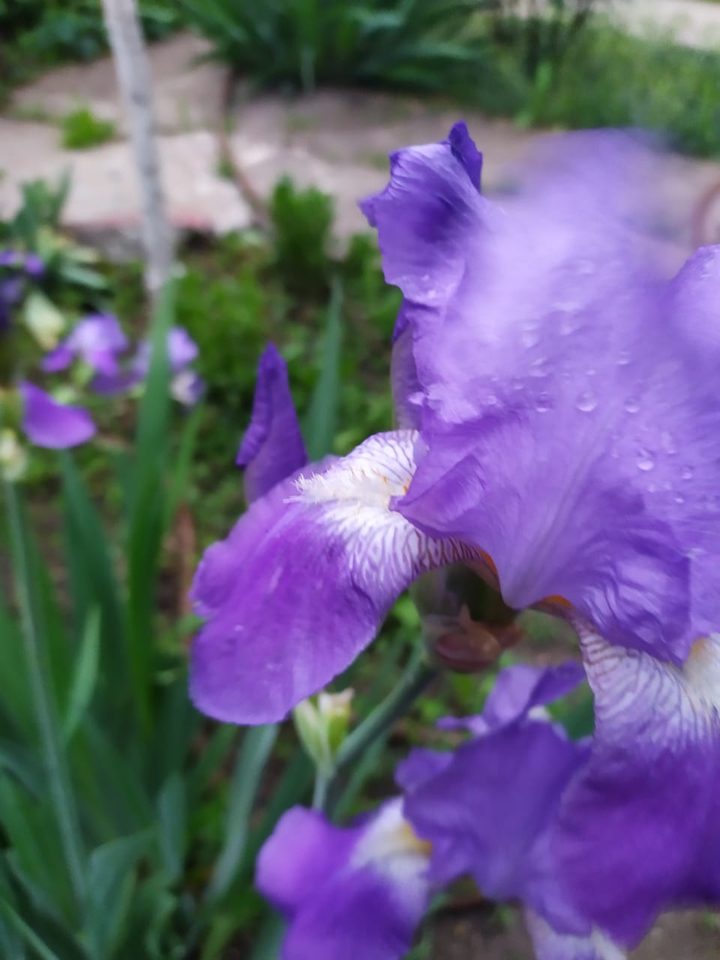 ирис, iris