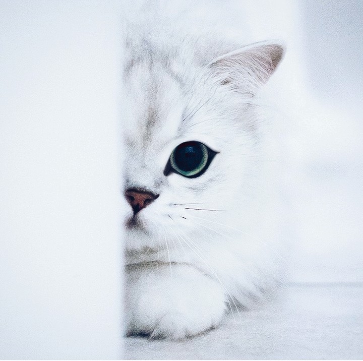 Staring snow kitten