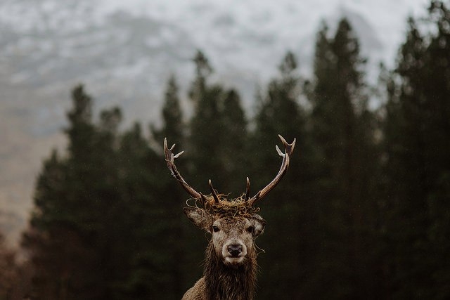 Deer / forest