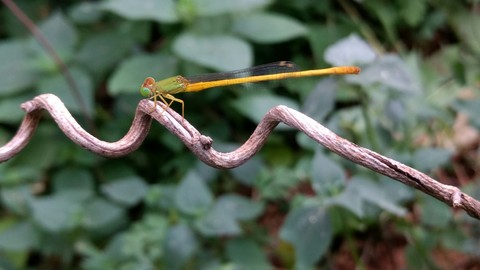 insect