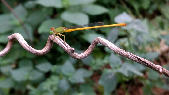 insect