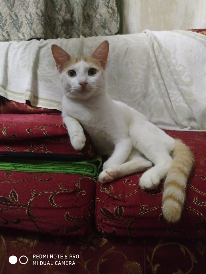 chotto sadu