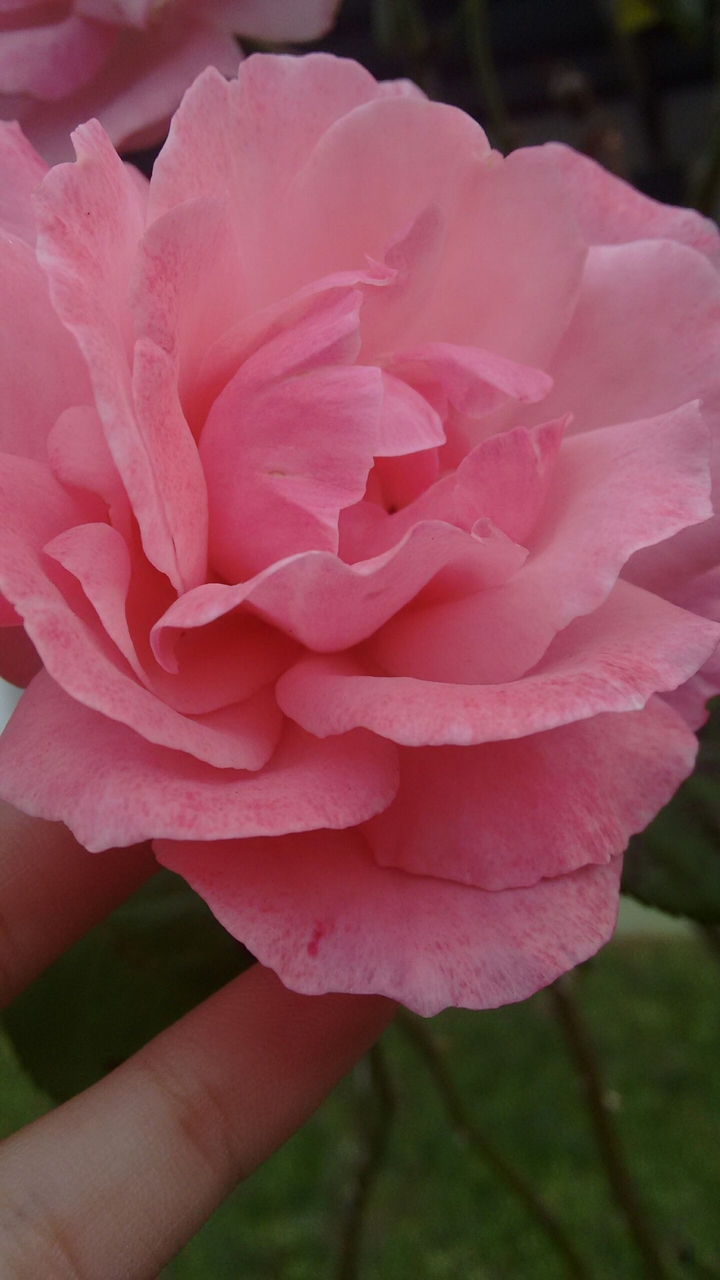 rose