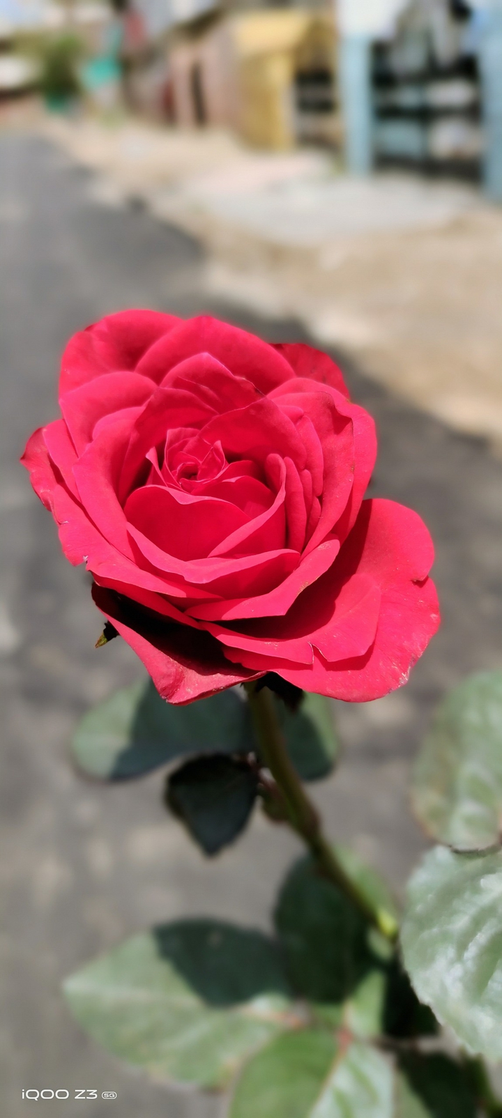 red ? rose