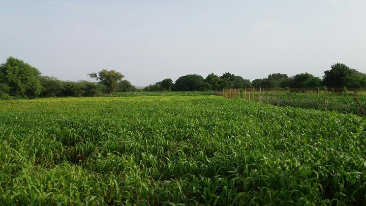 Farm 2
