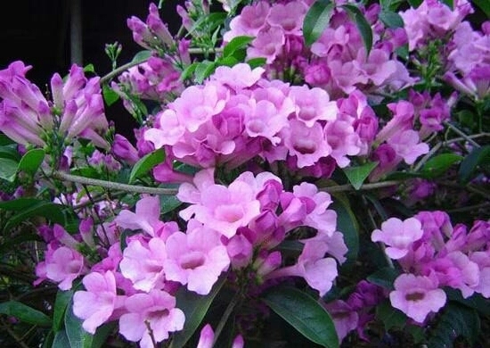 Hoa tỏi