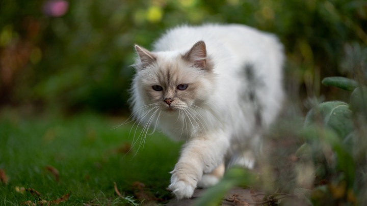 cat