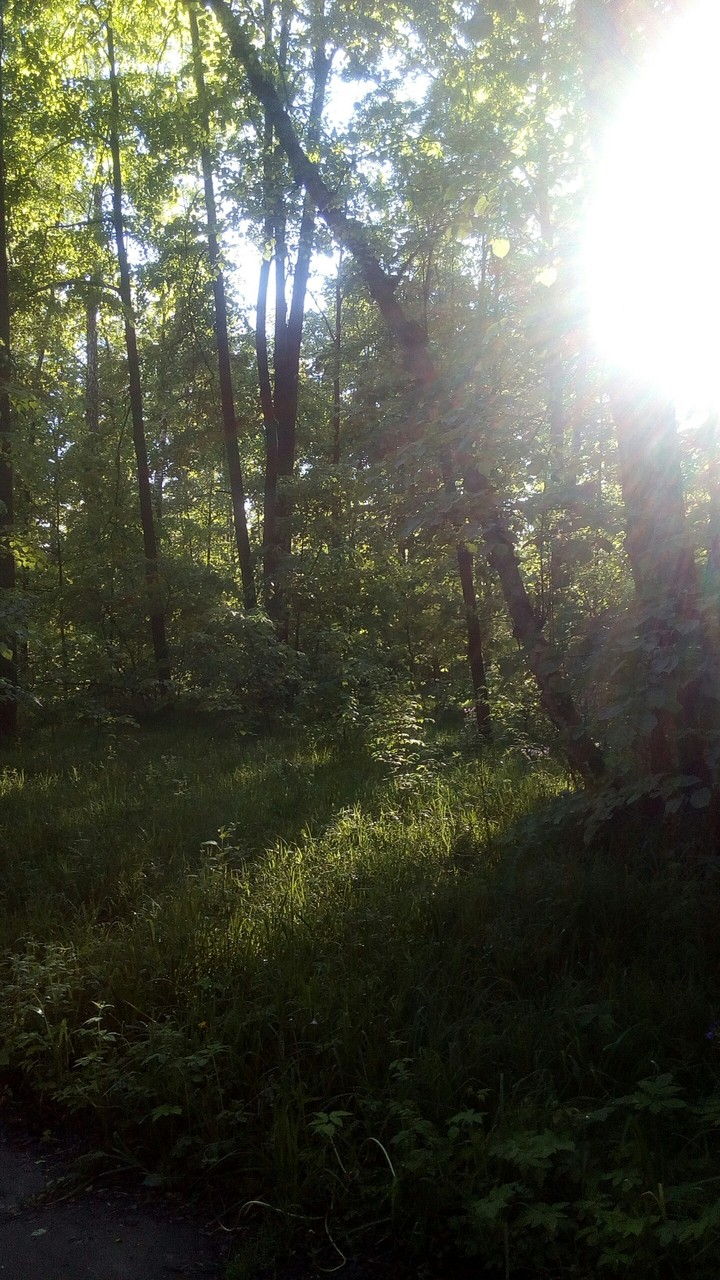 forest