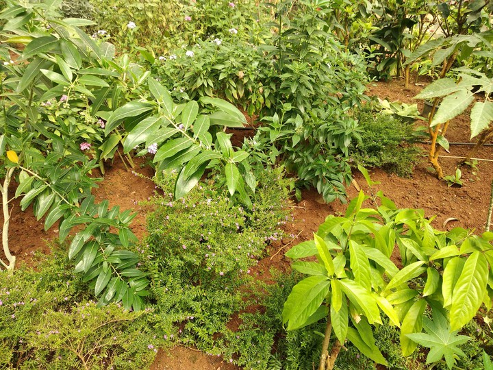 Butterfly garden