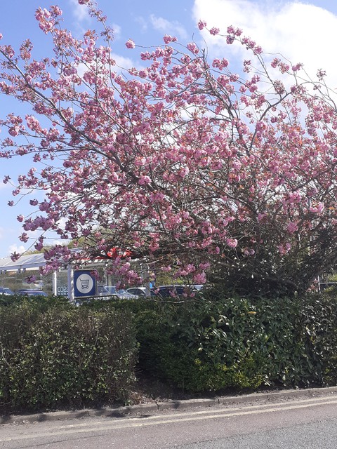 pink cherry blossom