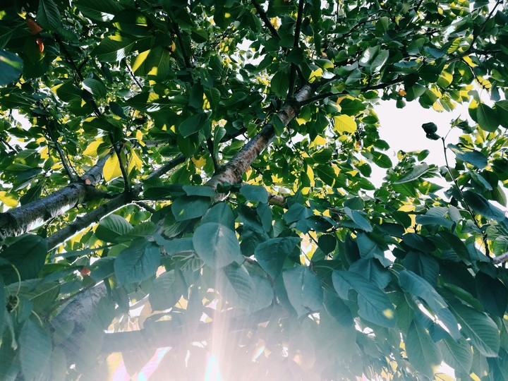 Beatiful tree