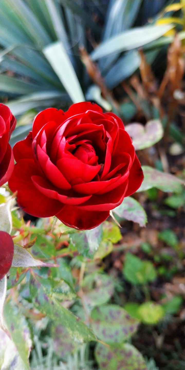flower