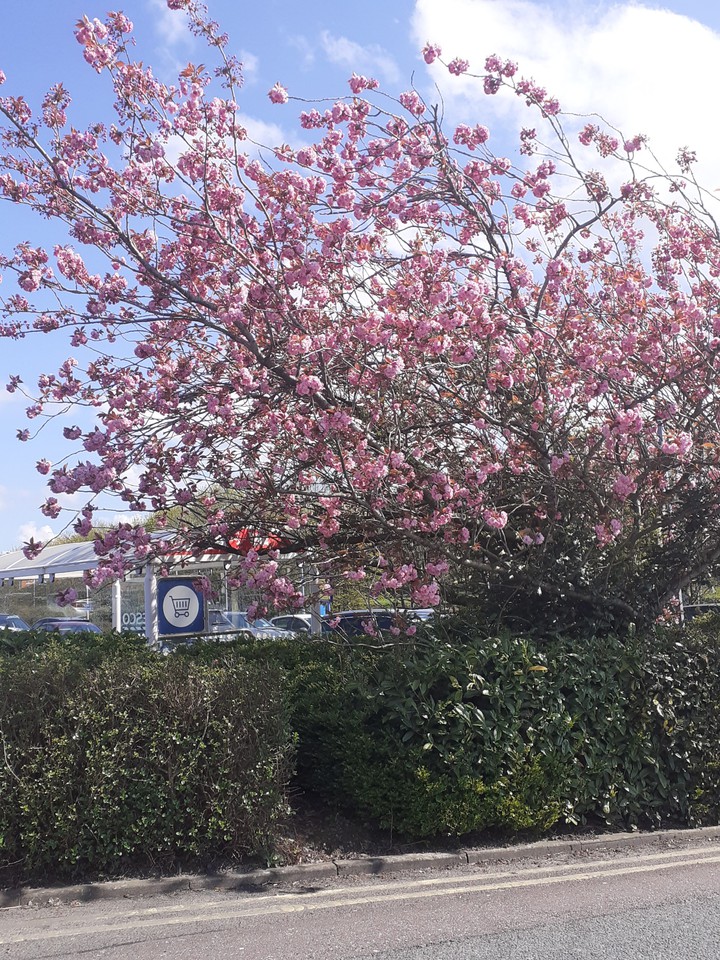 pink cherry blossom