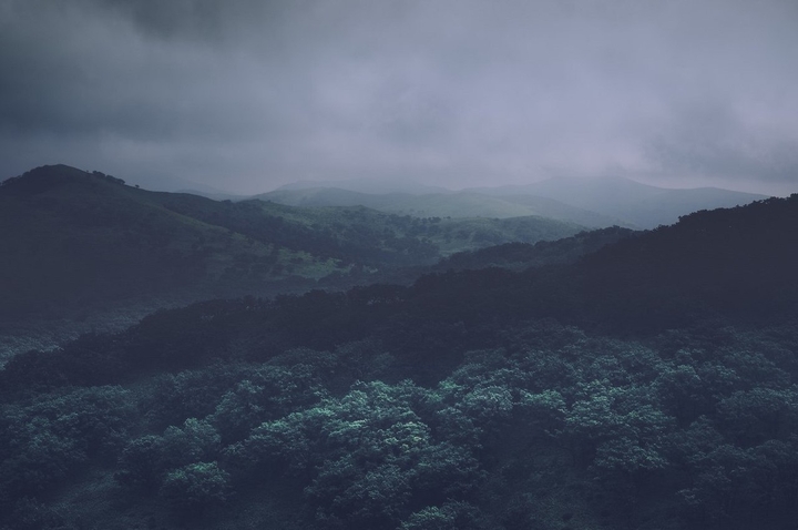 dark forest⛰️
