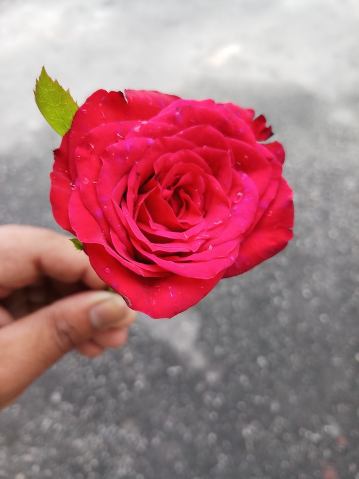 rose