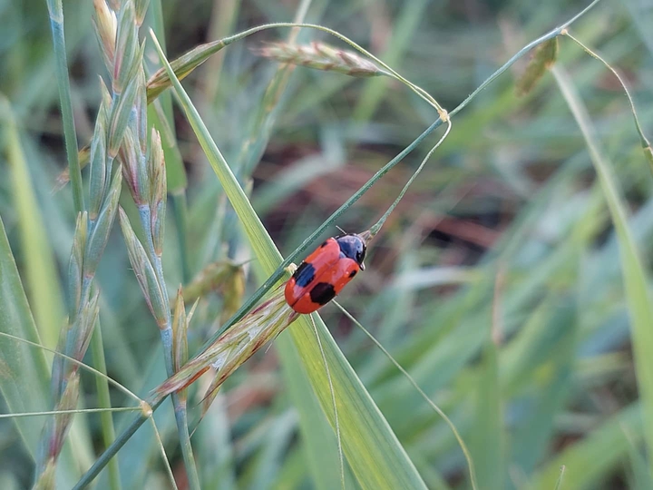 природа