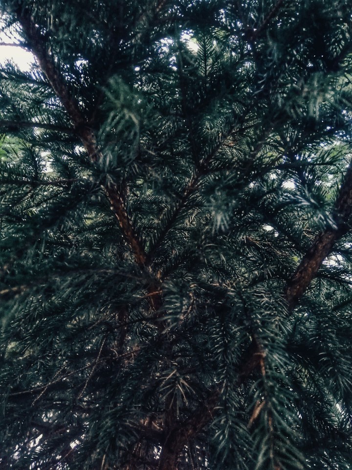 Spruce