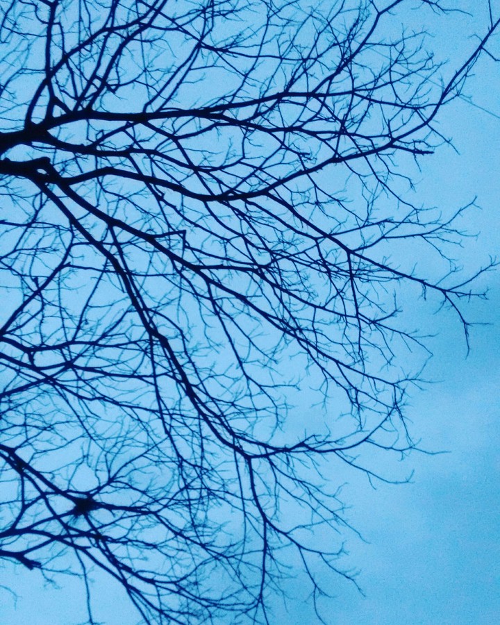 morning 6:00am #india #oldtrees #lovecapturing