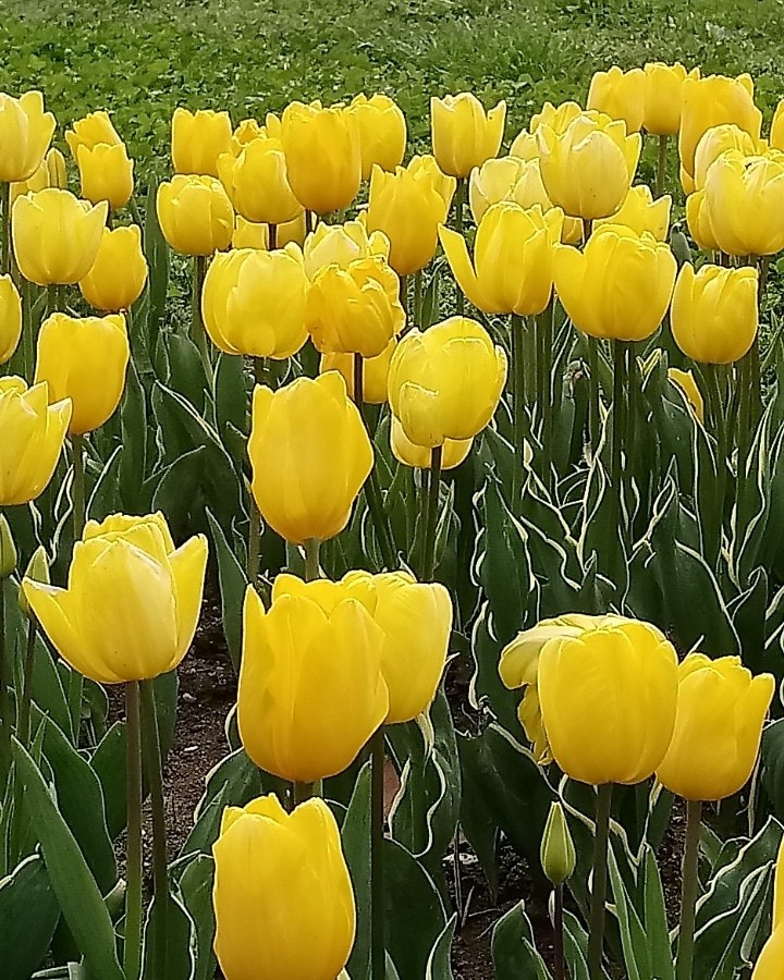 wellou tulip ?