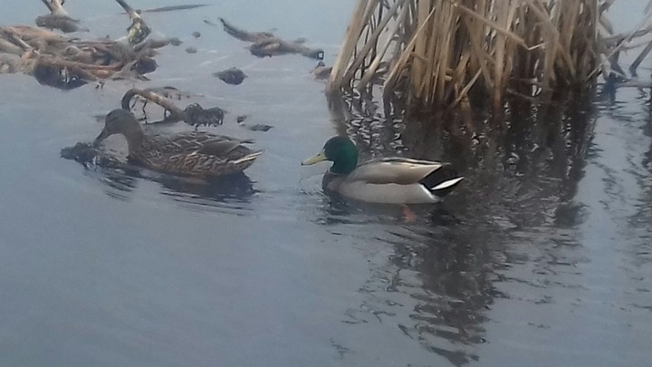 mallard duck