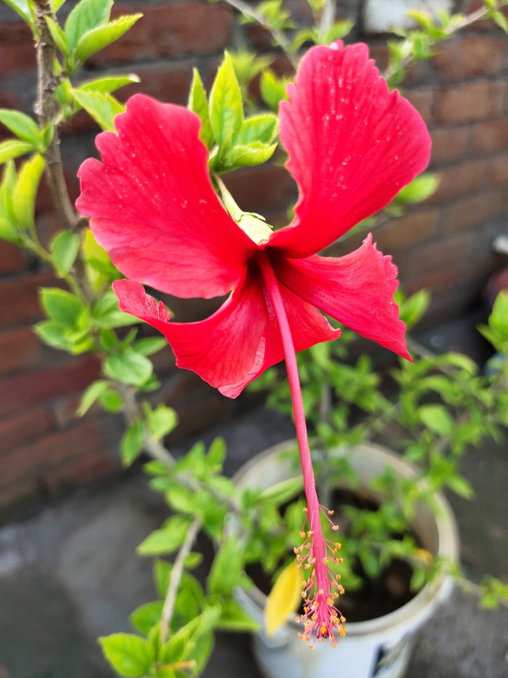 hibiscus flower