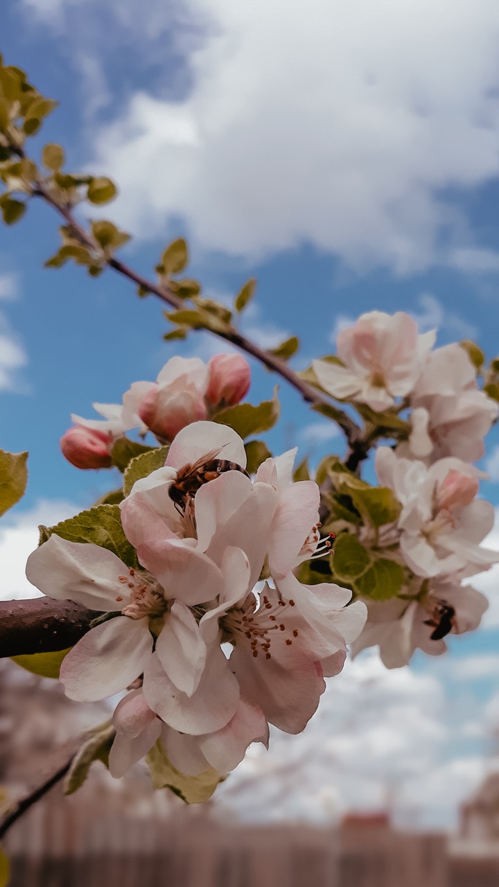 blooming & bee