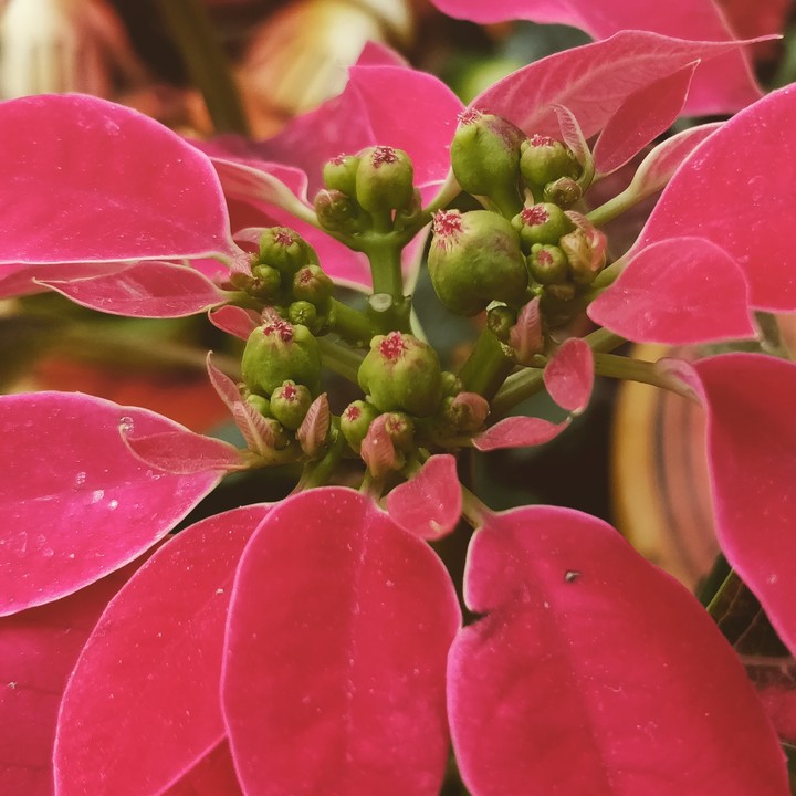 Garden Click 